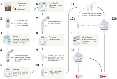 A PCR-based method for the diagnosis of Enterobius vermicularis in stool samples, specifically designed for clinical application